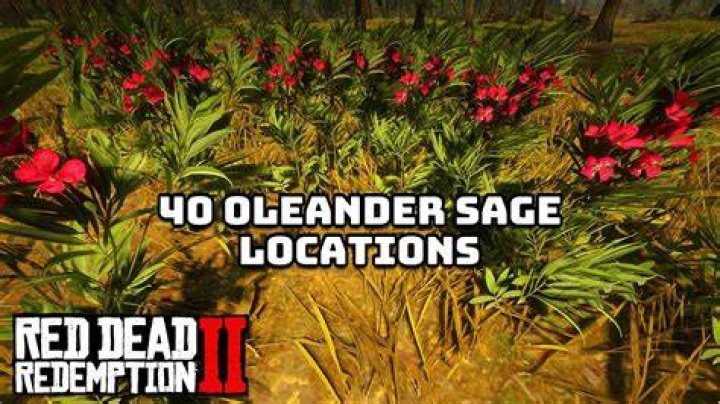 Oleander Sage Locations in Red Dead Redemption 2