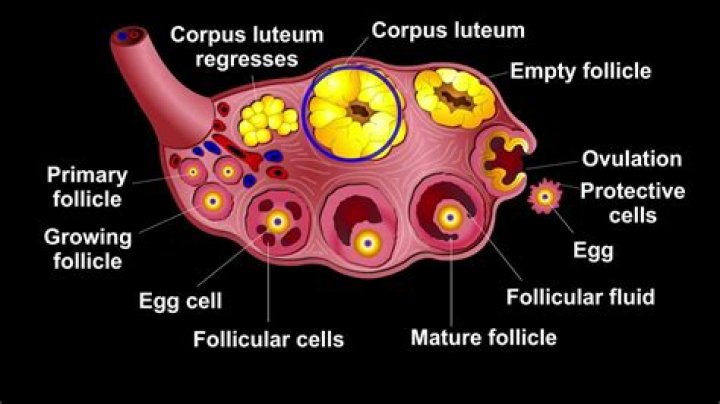 Oocyte to Corpus Luteum