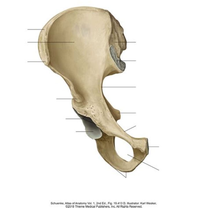 Os Coxae Anterior View