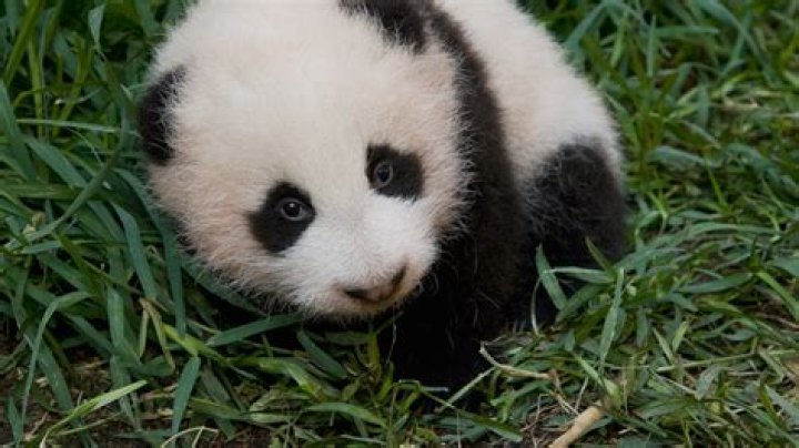 panda