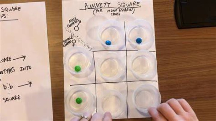Punnett Square Game