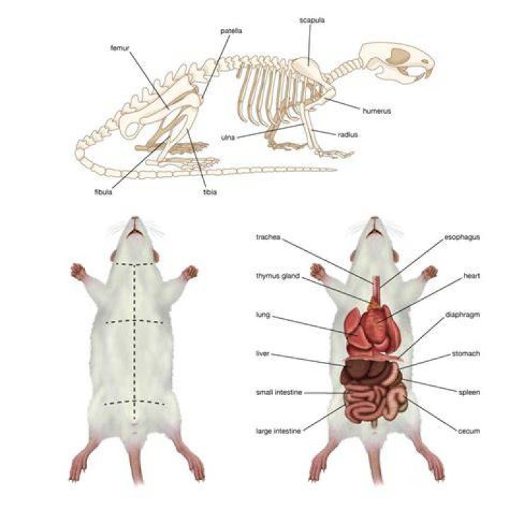 Rat External Anatomy Quiz