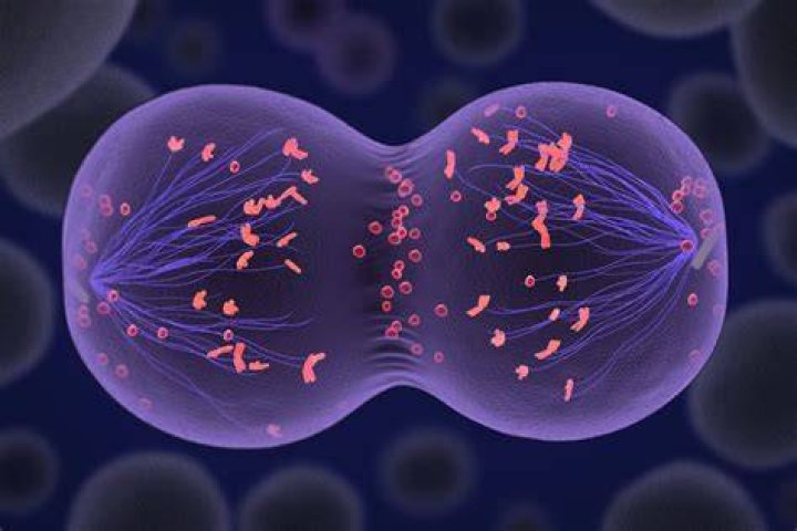 Real Meiosis