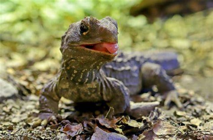Reptile