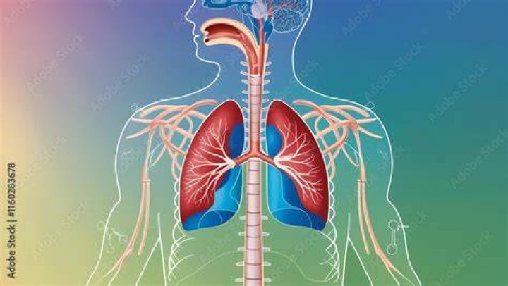 Respiratory System
