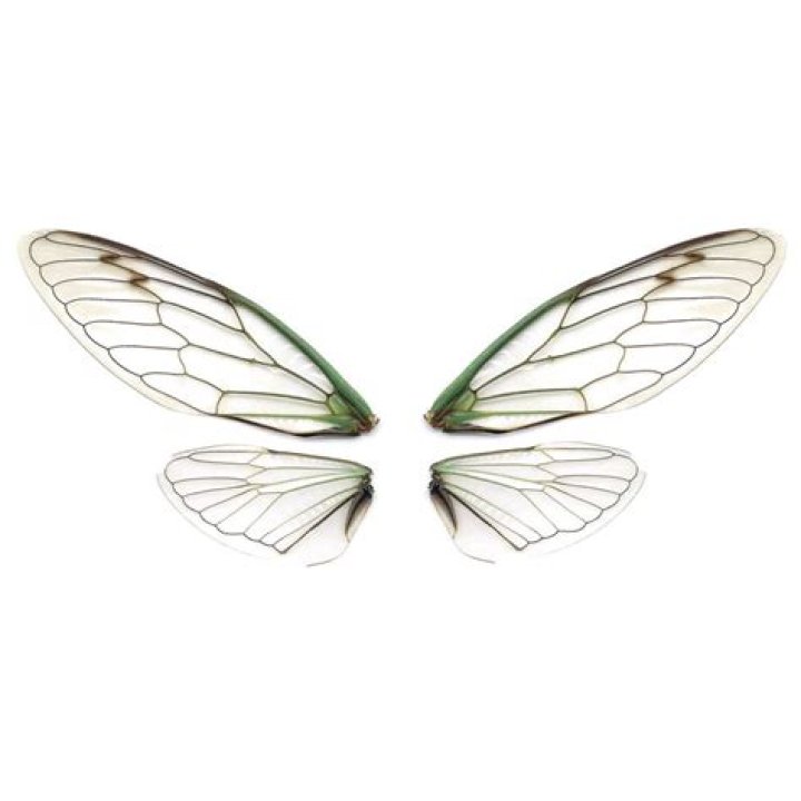 Showing off Leaf Wings in Terraria