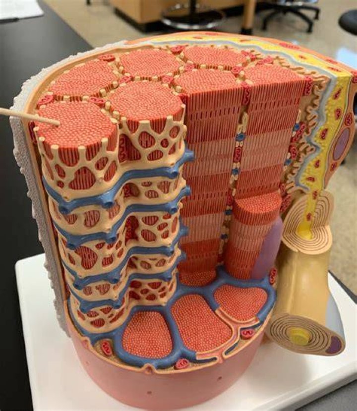 Skeletal muscle fiber model