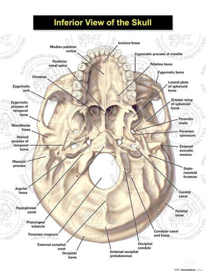 Skull inferior view