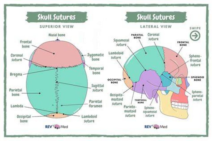Skull Sutures