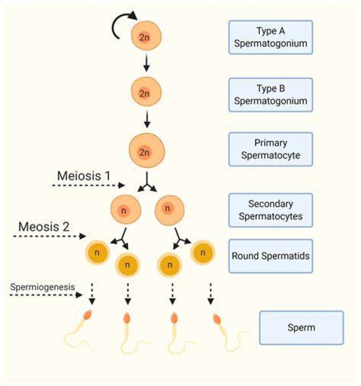 Spermogenesis