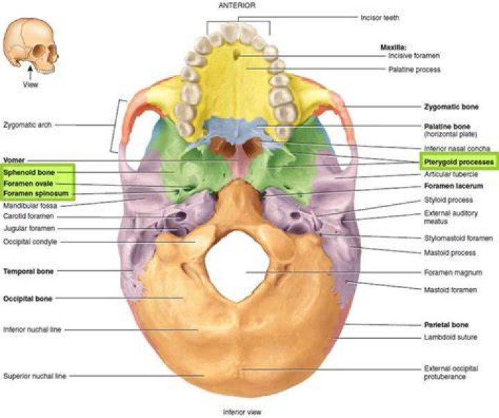 Sphenoid Bone