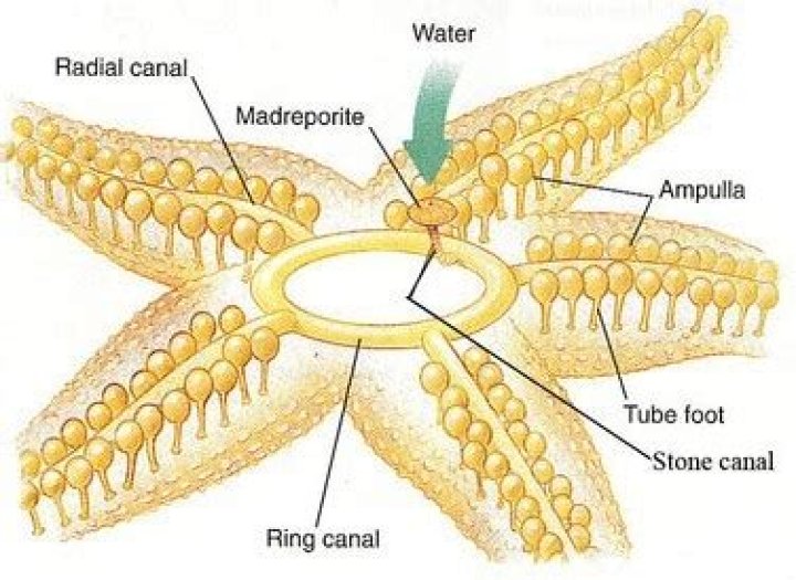 Starfish Water Vascular System