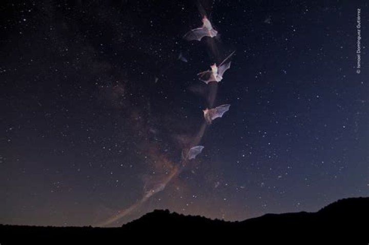 Starry Flight