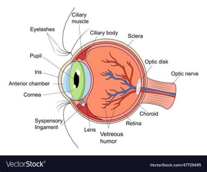 Structure of human eye