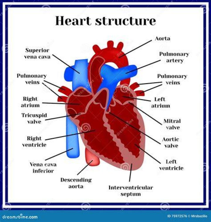 Structure of the Heart