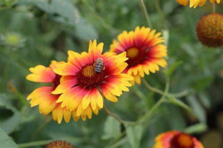 Summer Bloom