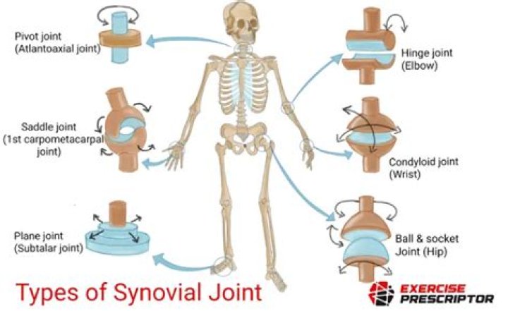 Synovial Joint Types
