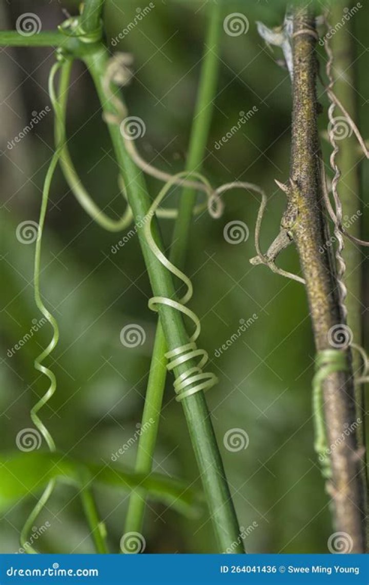 Tendril