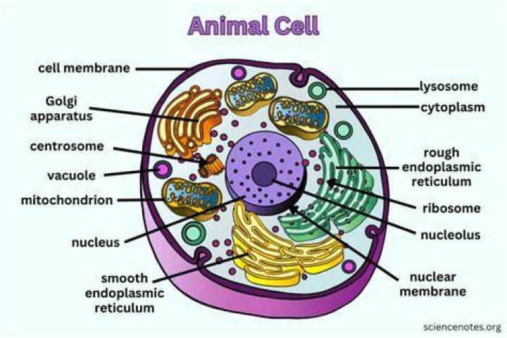 The Animal Cell