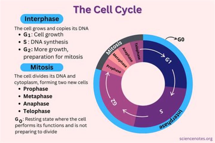 The Cell Cycle