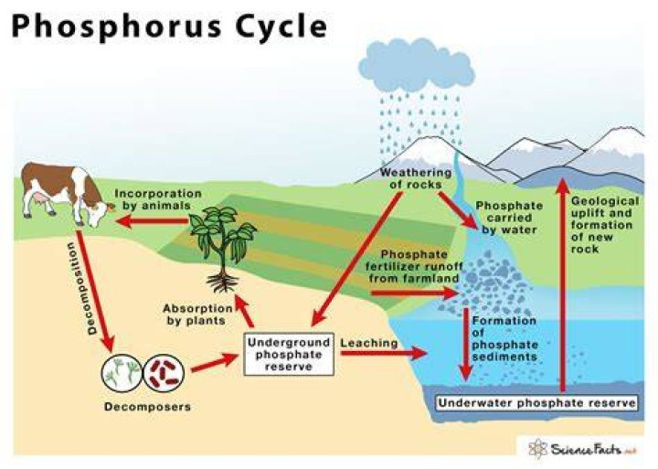 The Phosphorus Cycle