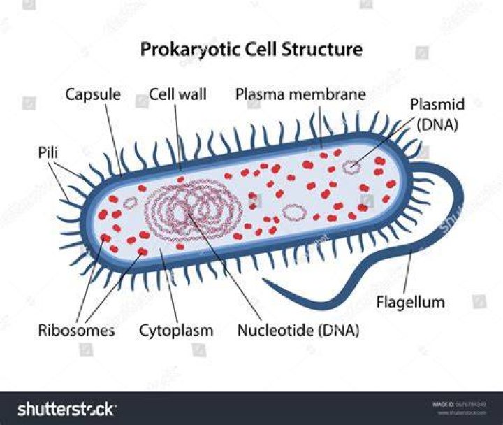 The Prokaryotic Cell (Bacteria)