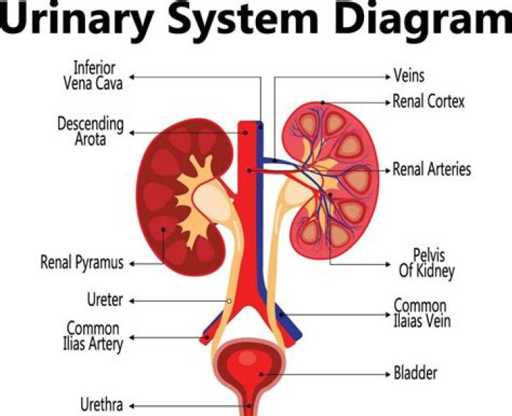The Urinary System