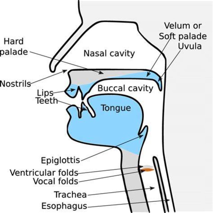 The Vocal Tract
