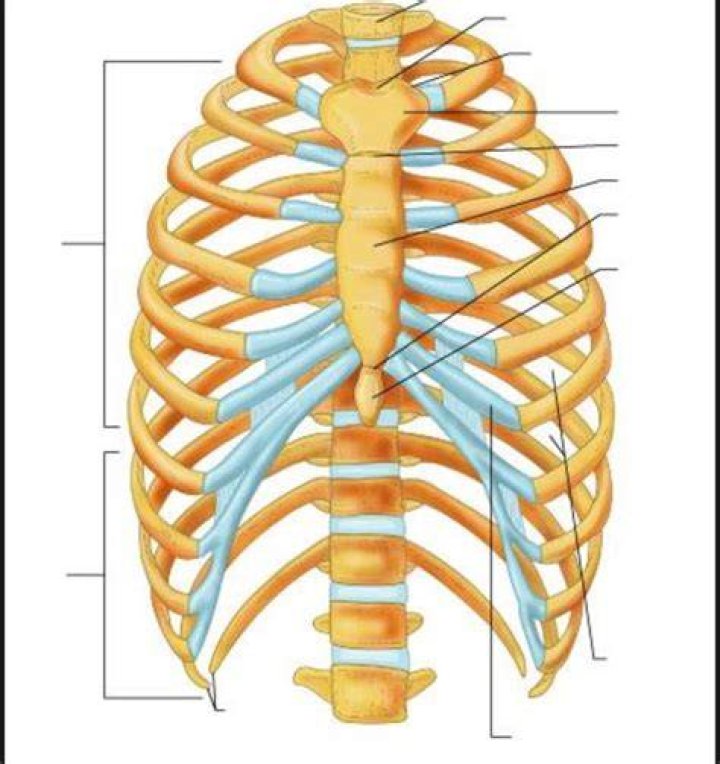 Thoracic Cage Labeling