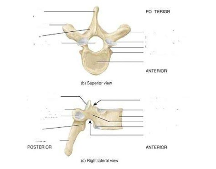 Thoracic Vertebrae Quiz