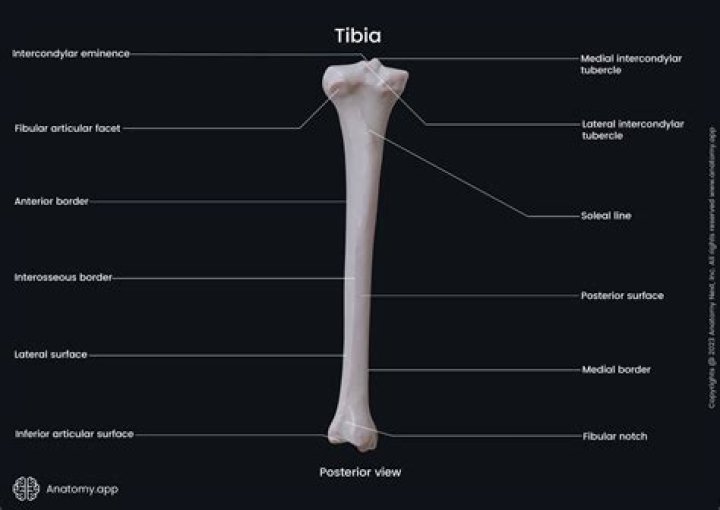 TIBIA - POSTERO-DISTAL