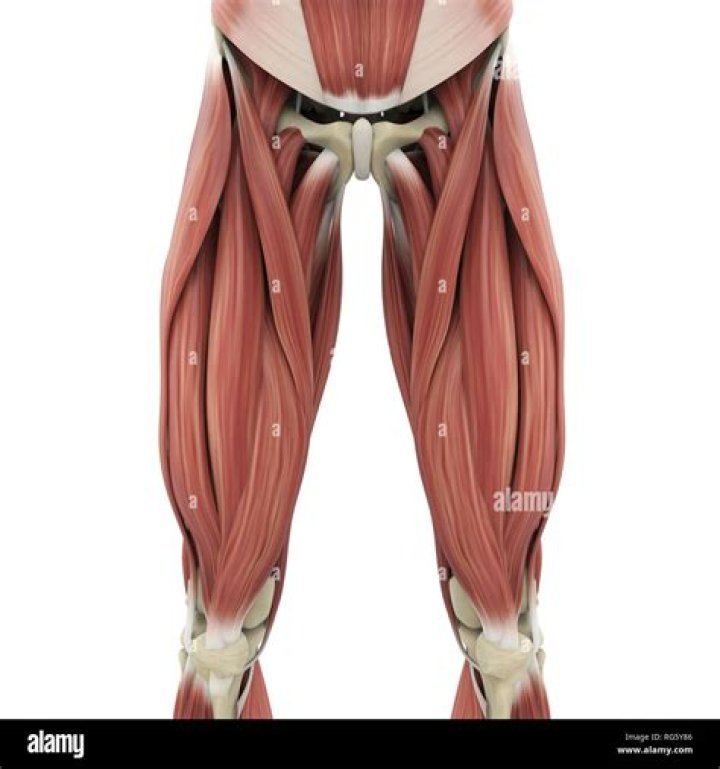 Upper leg muscles