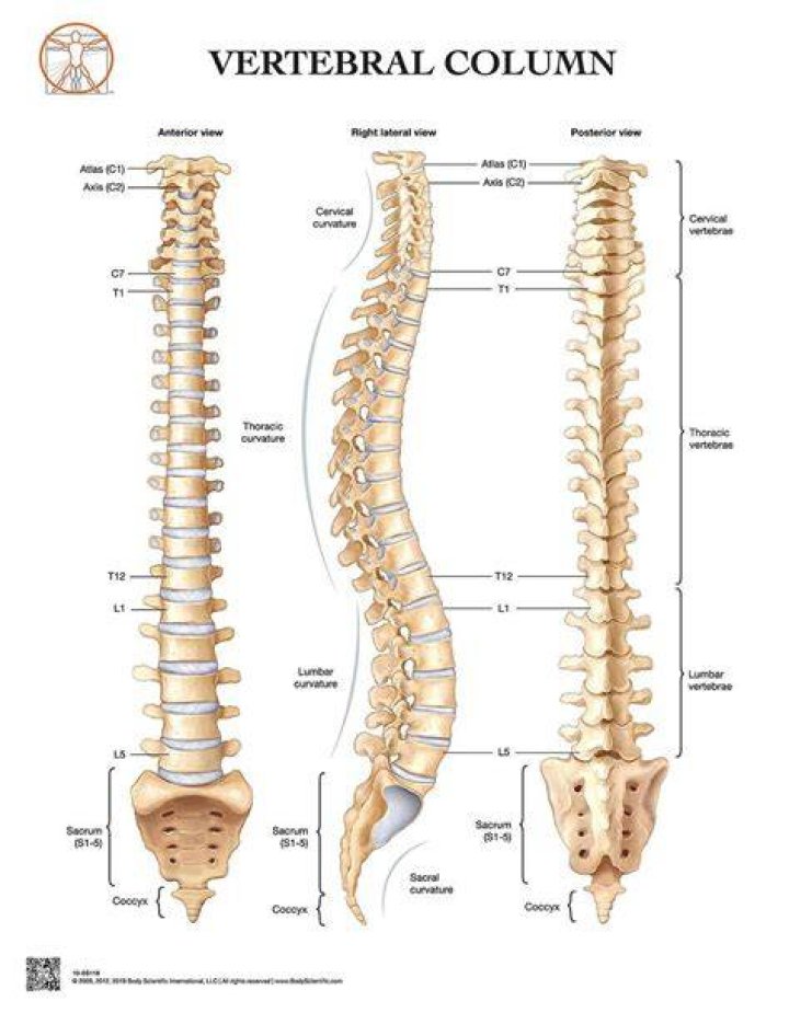 Vertebral Column Labeling