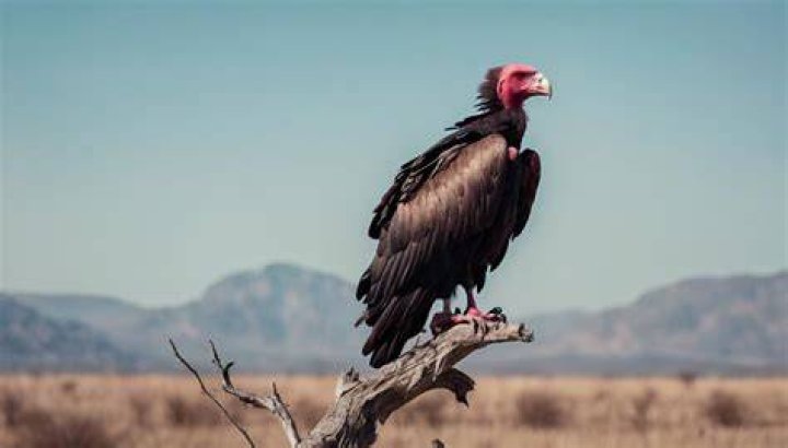 Vulture's Cry - Wasteland 2