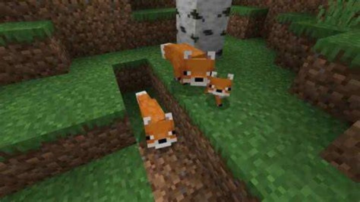 What do Foxes eat in Minecraft? Answered