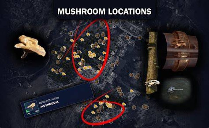 where to find mushroom locations sims 4 cottage living