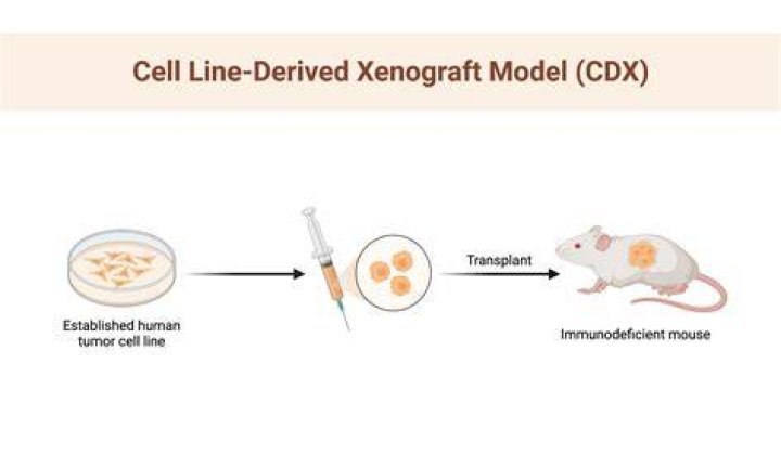 Xenograft